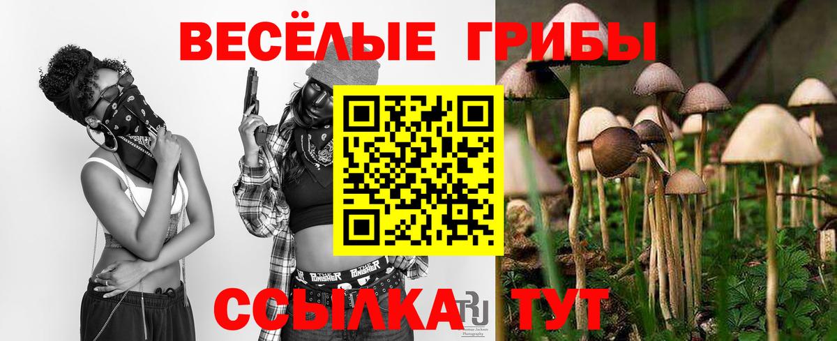 Галлюциногенные грибы Psilocybine cubensis Коркино